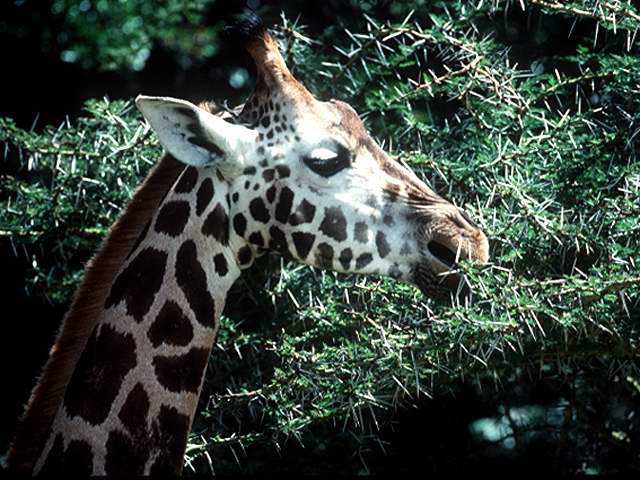 giraffe munching foliage