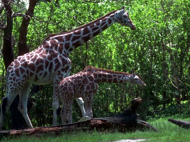 photo of two giraffes in woodland