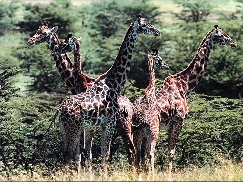 photo of giraffes