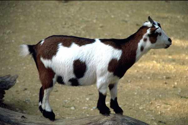 photograph of a baby goat
