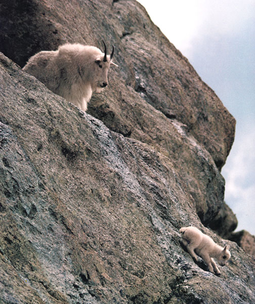 photograph of mountain sheep