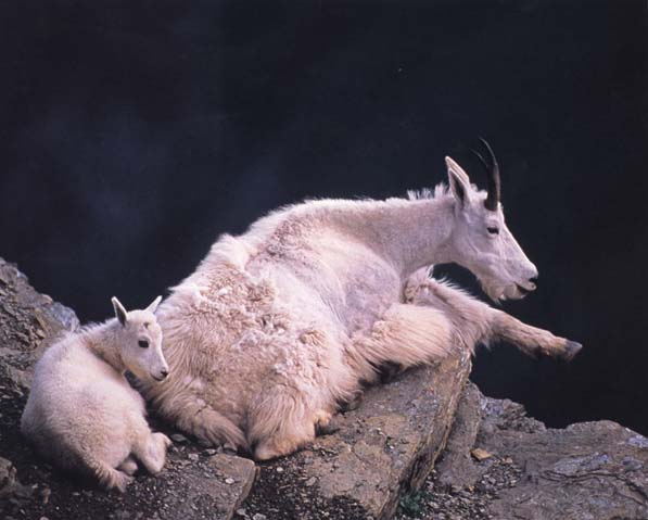 photograph of mountain sheep