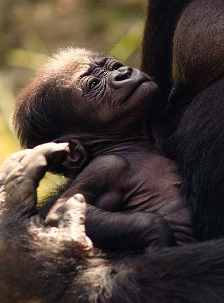 photograph of a baby gorilla