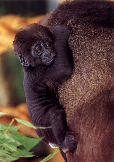 photograph of a baby gorilla