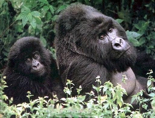 photograph of an two gorillas in vegetation
