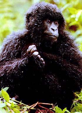 photograph of an gorilla