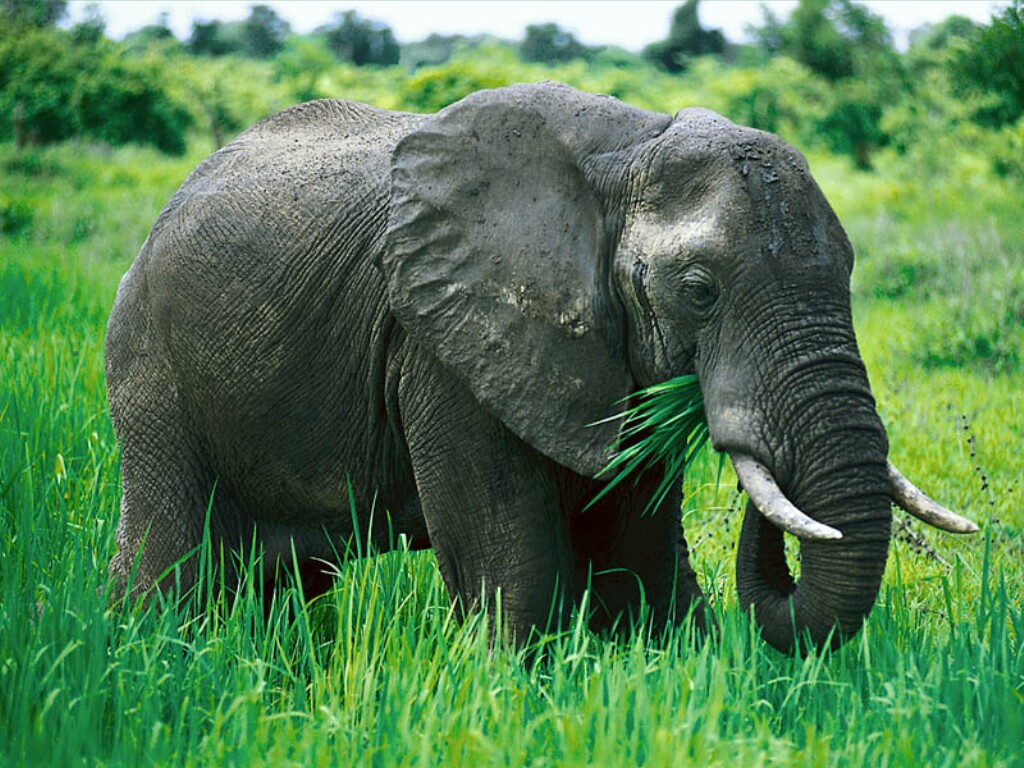 photo of elephant chewing grass
