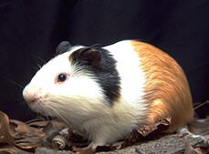 photo of a guinea pig