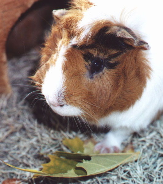 photo of a guinea pig