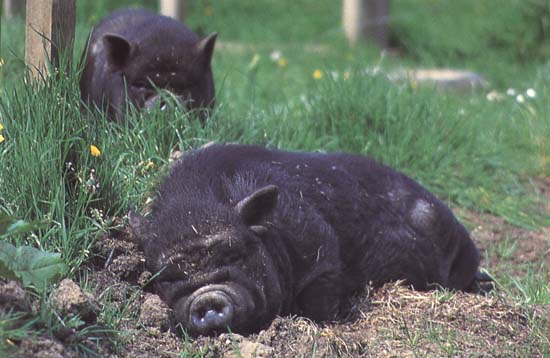 photograph of happy piglets