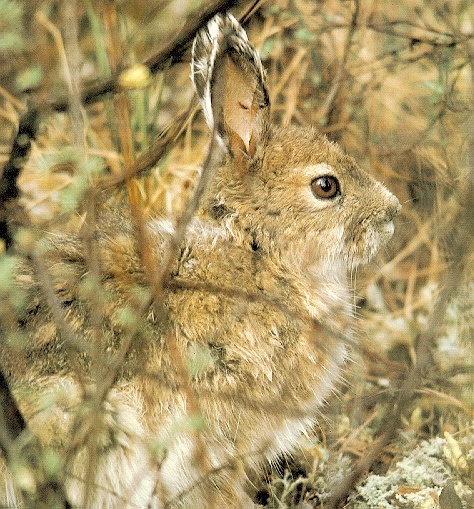 photo of a young hare