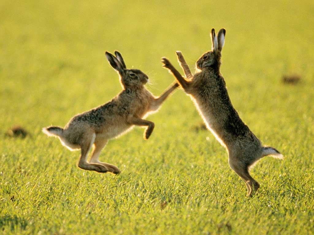photograph of sparring hares