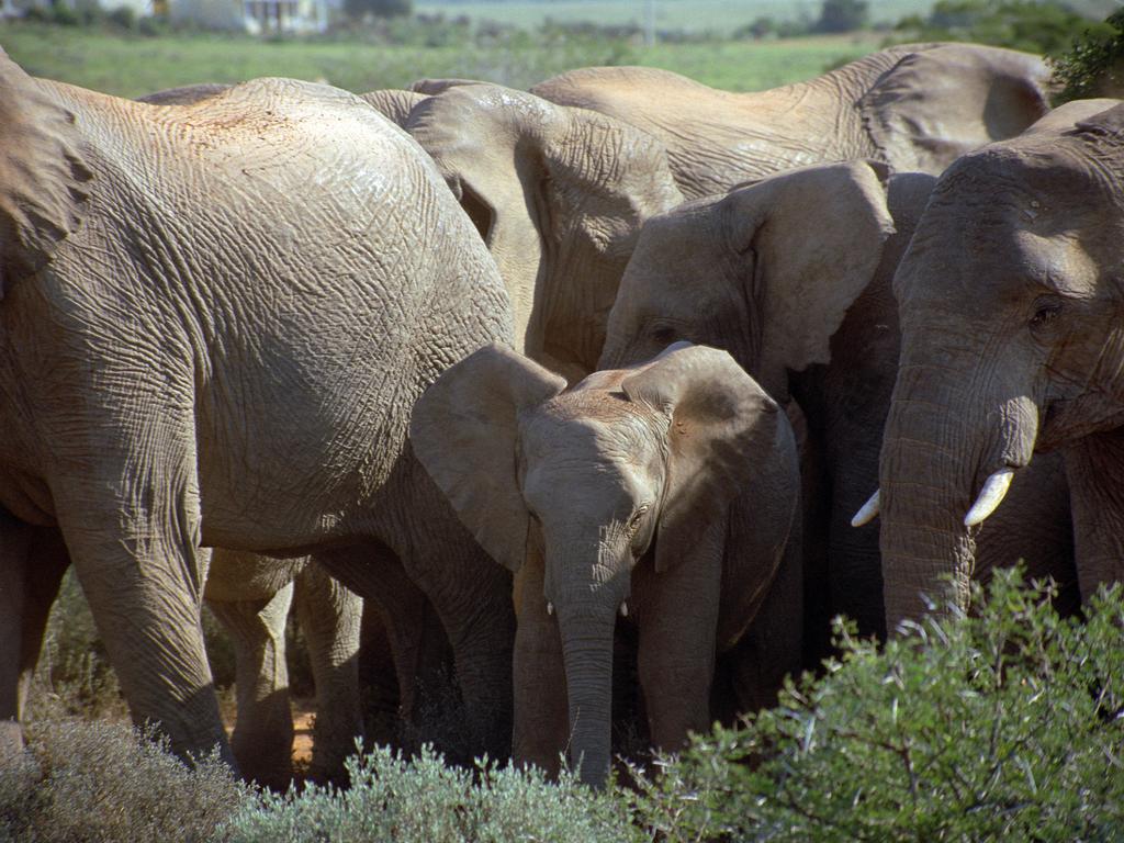 photo of African elephant family