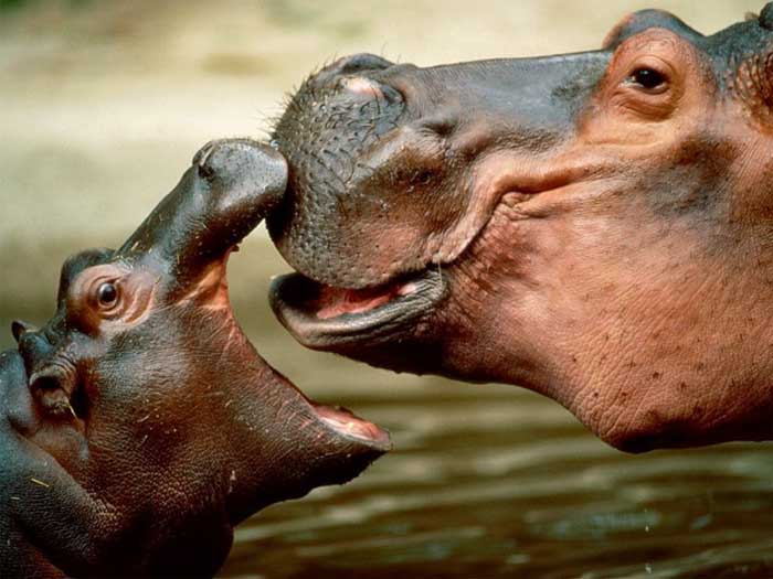 photograph of  hippopotamuses kissing