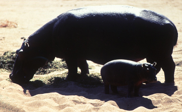 photograph of  hippo and her baby