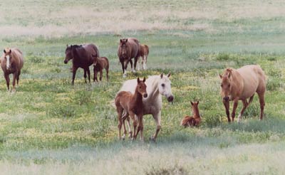 photo of horses