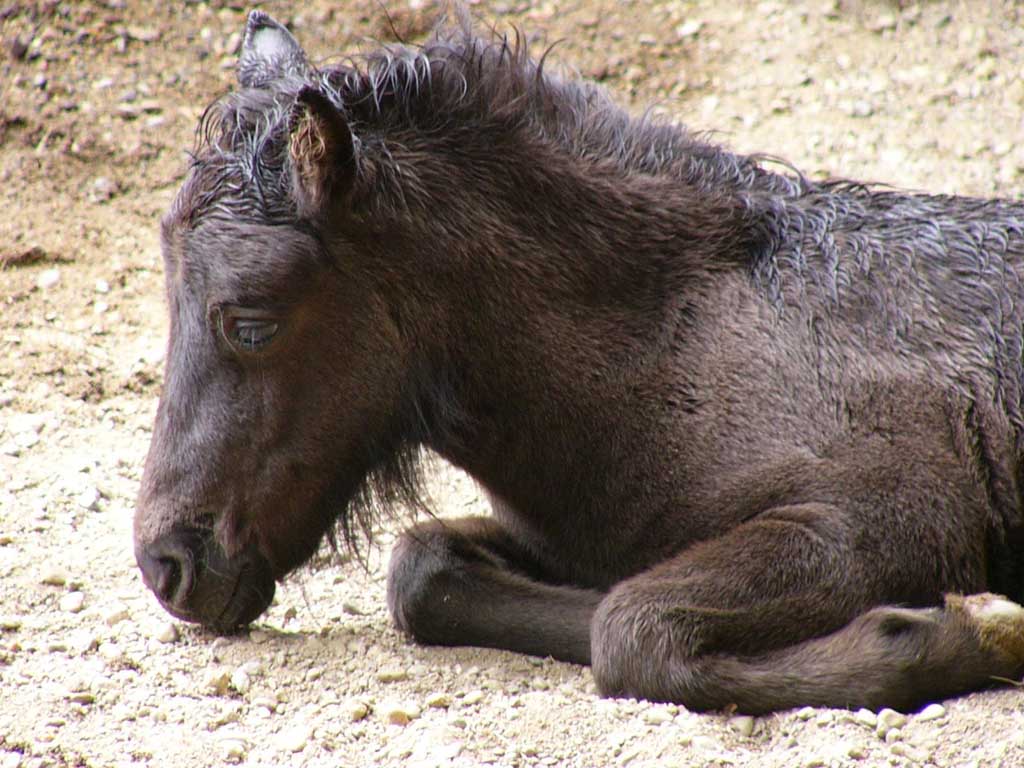 photo of a horse at rest