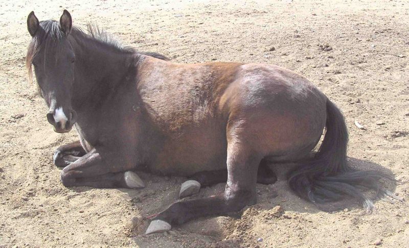 photo of a horse lyig down