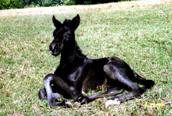 photograph of a one-day old filly
