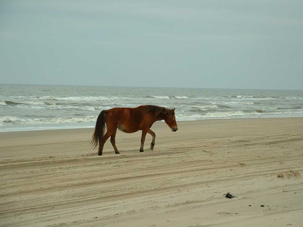 photo of a horse on the beach