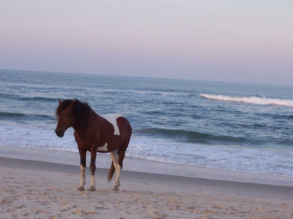 photo of horse on the beach