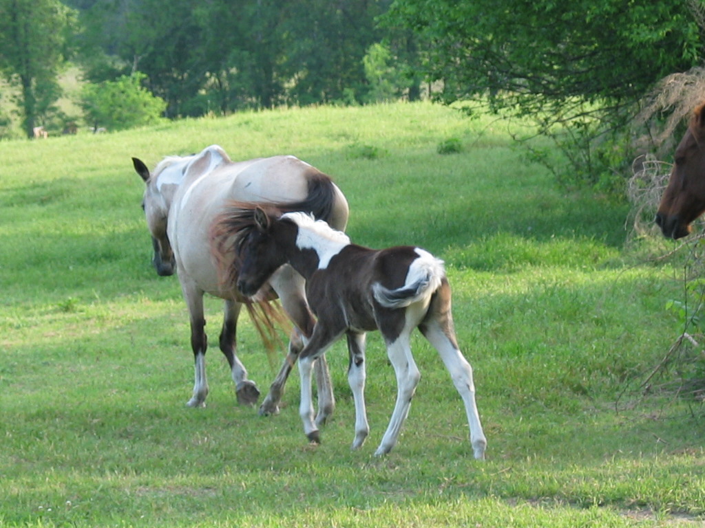 photo of horse and foal