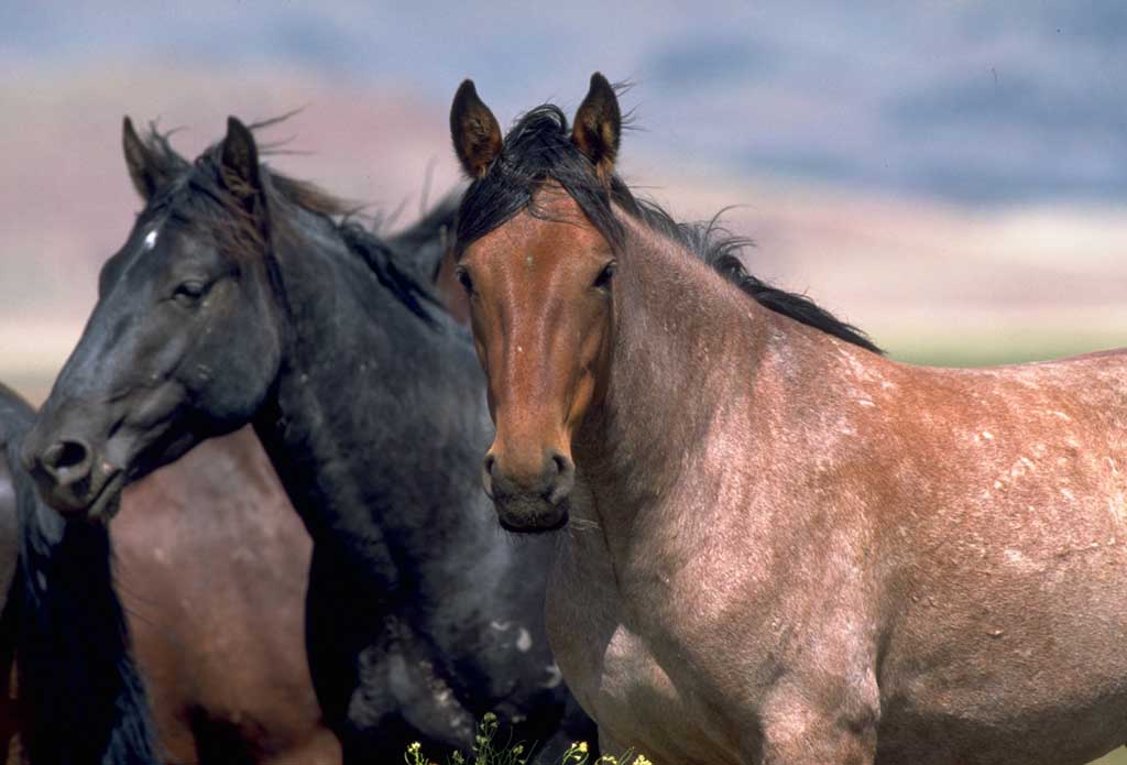 photograph of horses