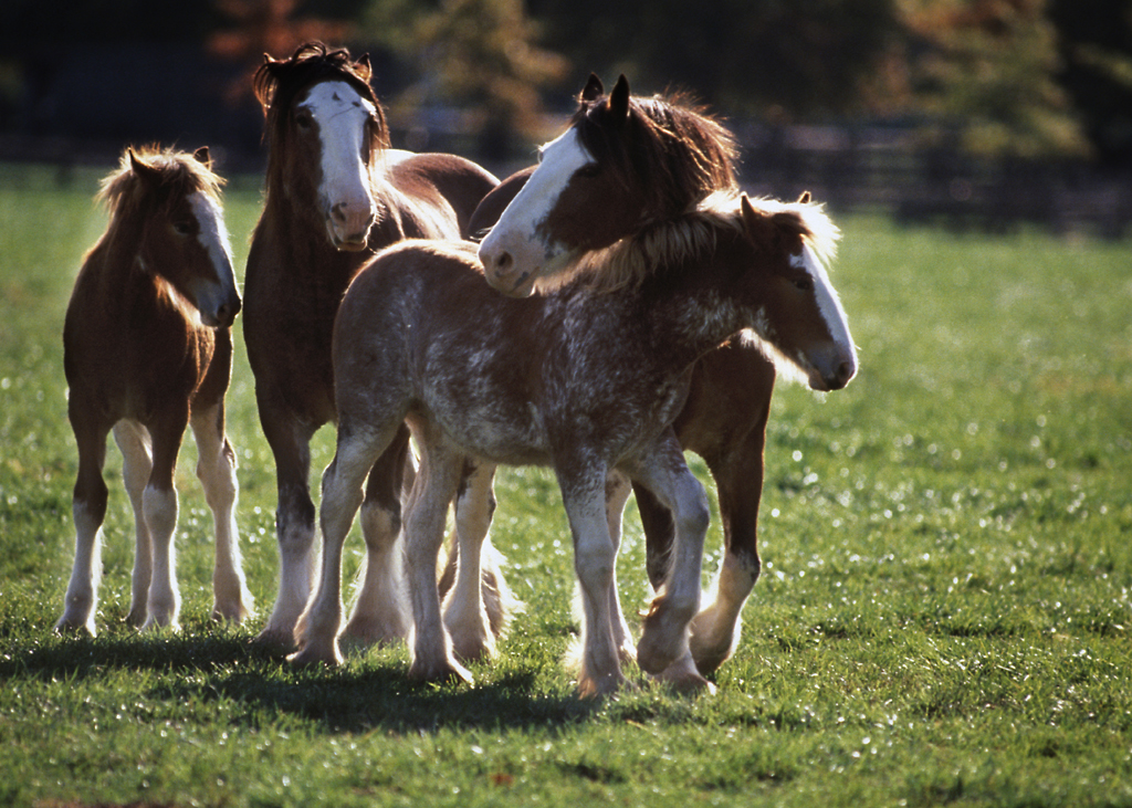 photo of horses nuzzling