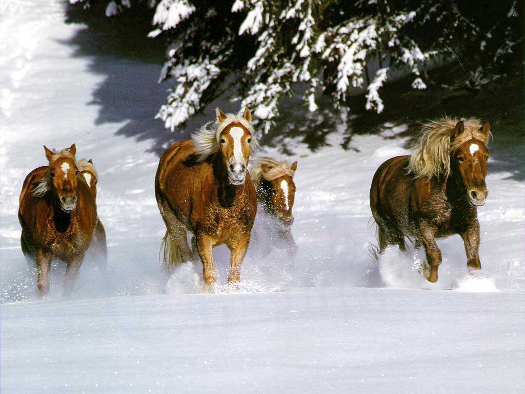 photo of horses galloping through the snow