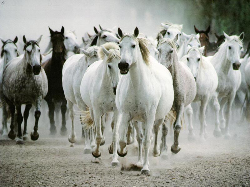 photo of wild horses