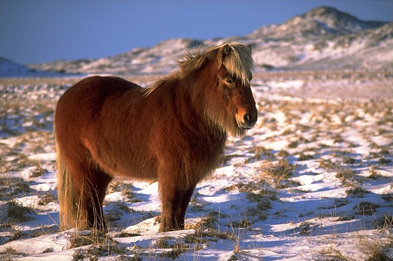 picture of Icelandic horse