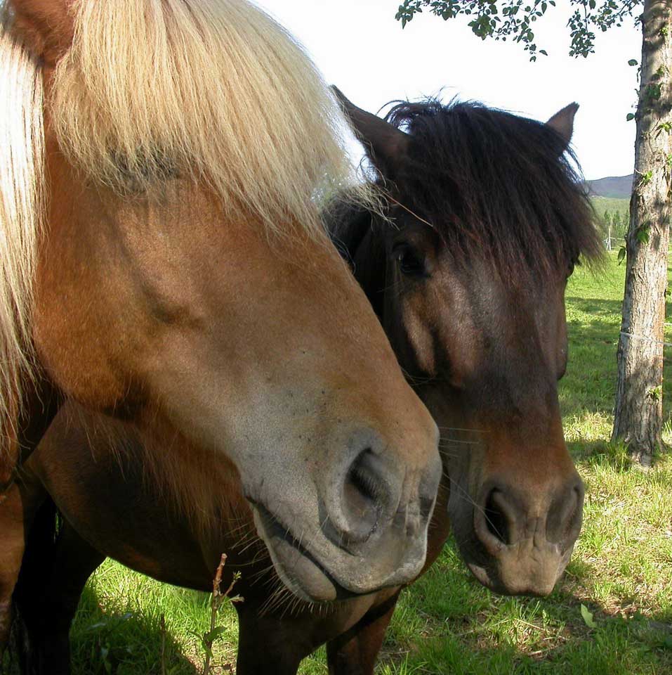 photo of Icelandic horses