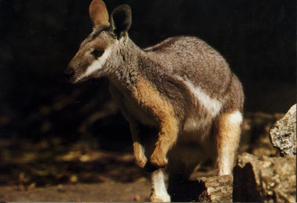 photograph of a joey