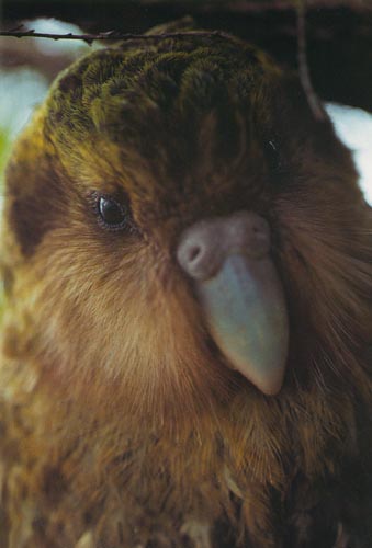 picture of a kakapo