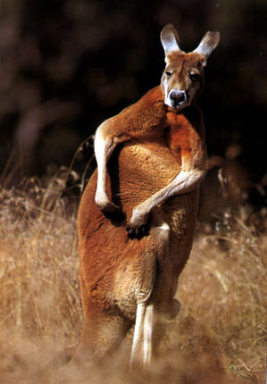 photograph of  a kangaroo