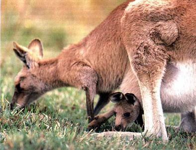 photograph of kangaroo and her joey