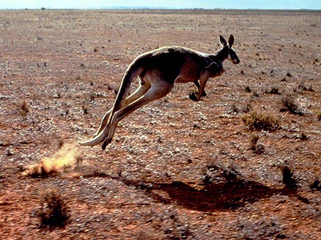 picture of a kangaroos