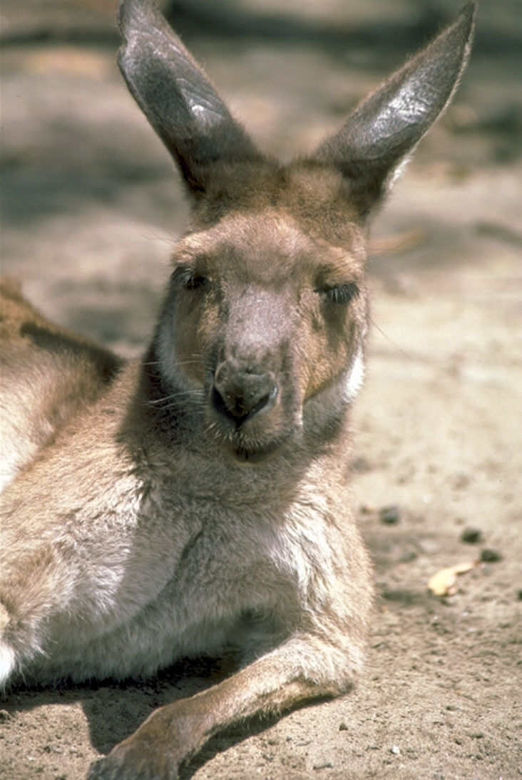 photograph of red kangaroos