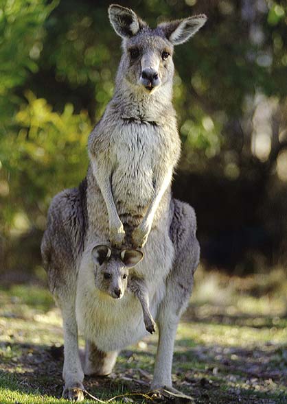 picture of a kangaroo and her joey