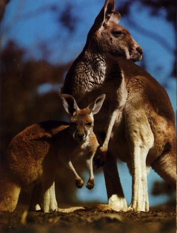 photograph of red kangaroos