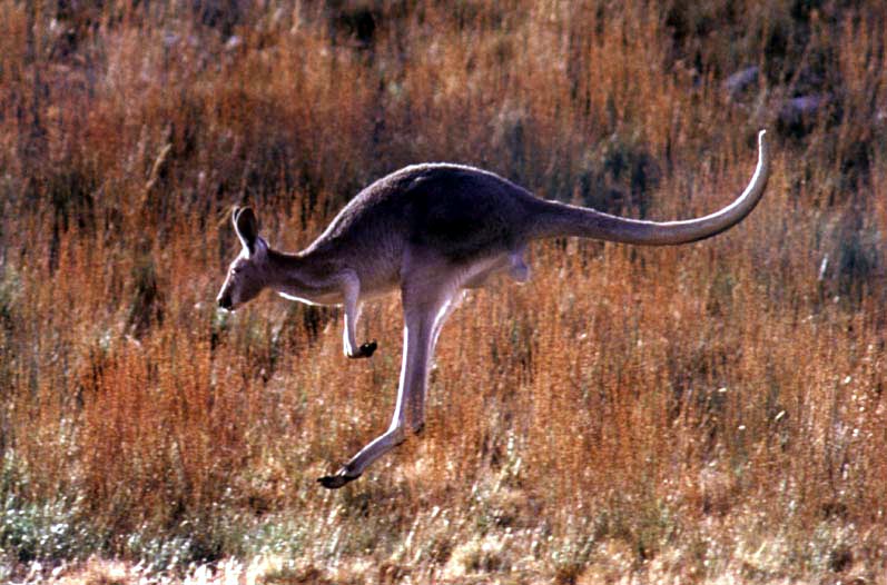 picture of a skipping kangaroo