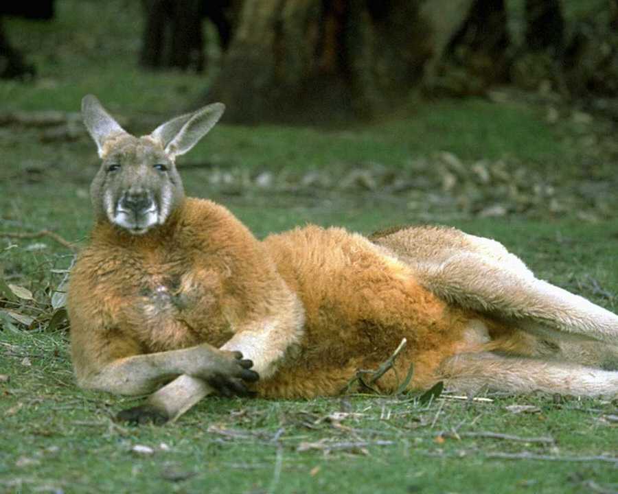 photograph of laid-back kangaroo