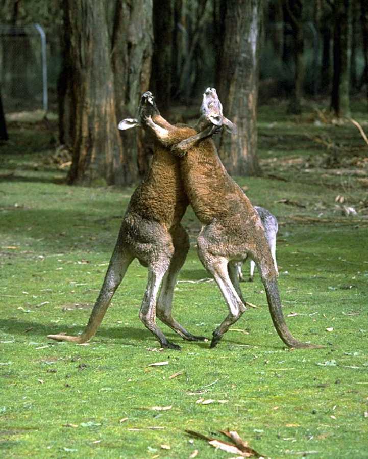 photograph of sparringkangaroos