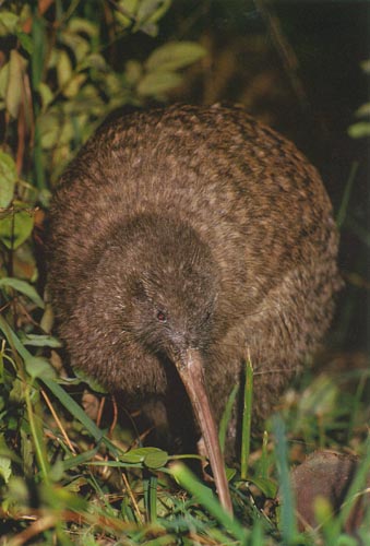 picture of a kiwi