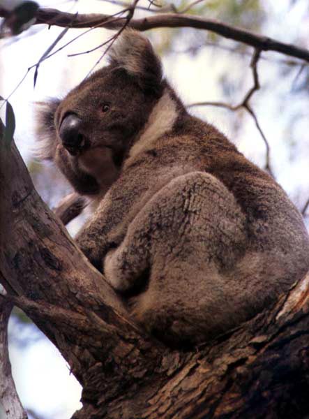 photo of an odd koala