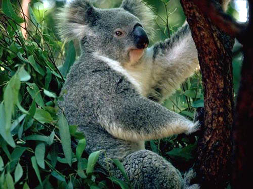 photograph of koala bear