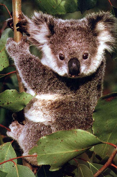 photo of a young koala