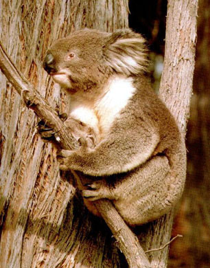 photograph of a koala in a tree