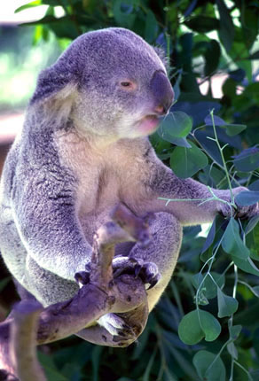 photo of koala chewing eucalyptus leaves