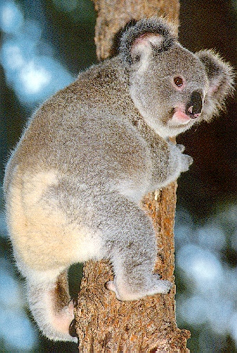 photo of koala on the move